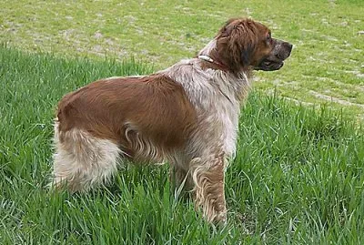 פאזל של Epagneul breton