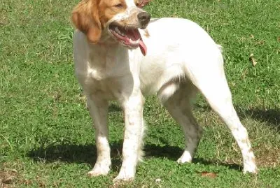 פאזל של Epagneul francais