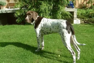 פאזל של Gammel dansk honsenhund