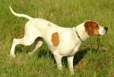Pointer inglese jigsaw puzzle
