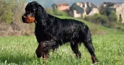 Setter gordon jigsaw puzzle