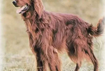 Setter irlandese rosso jigsaw puzzle