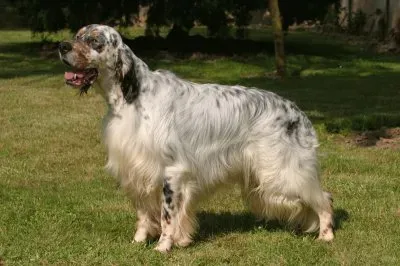 Setter inglese jigsaw puzzle