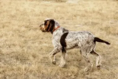 Spinone italiano jigsaw puzzle