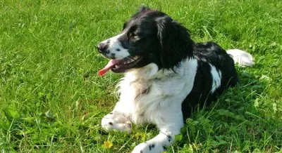 Stabyhound jigsaw puzzle