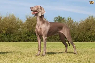 פאזל של Weimaraner