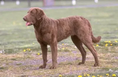 פאזל של Chesa peacke bay retriever