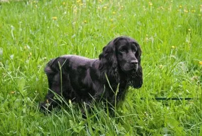 Field spaniel