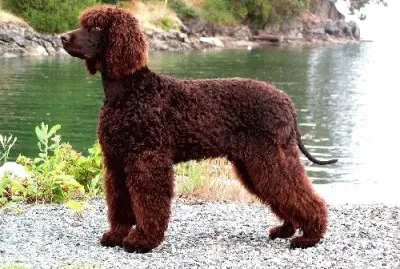 Irish water spaniel