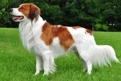 Kooikerhondje
