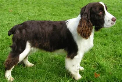 Springer spaniel inglese