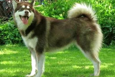 Alaskan malamute