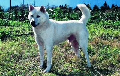 Kishu jigsaw puzzle