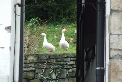 פאזל של Patos
