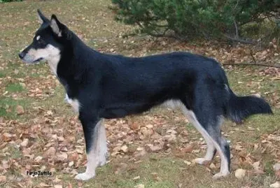 Lapinporokoira