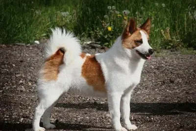 Norbottenspets