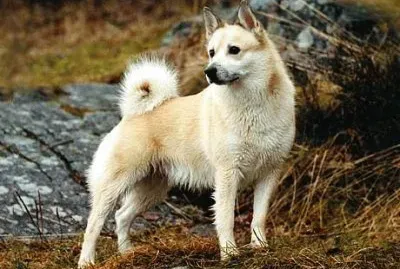 Norsk bohund