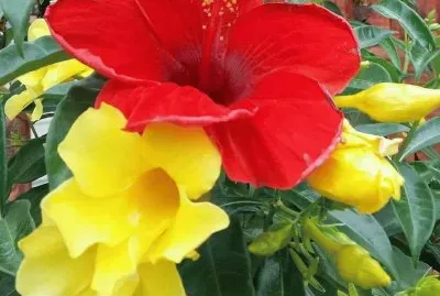 פאזל של imagem