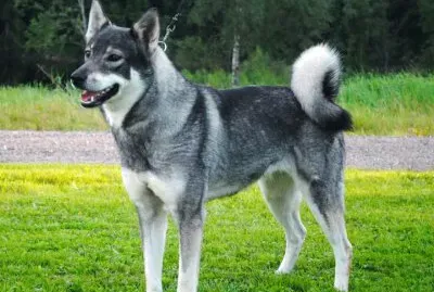 Norsk elghund grigio