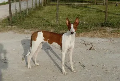 Podenco ibecenco
