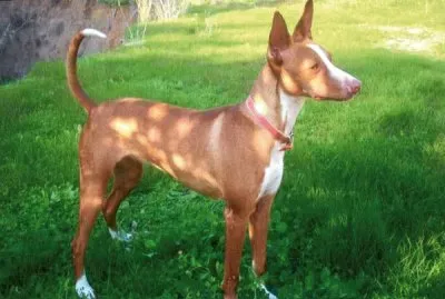Podenco ibecenco a pelo corto