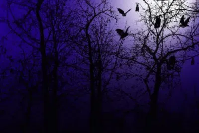 Nocturno1