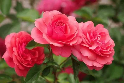 פאזל של çŽ«ç‘°èŠ±