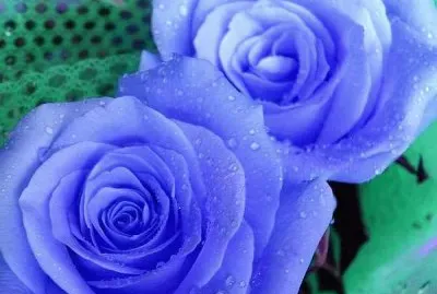 פאזל של çŽ«ç‘°èŠ±