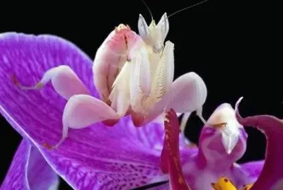 è˜­èŠ±èž³èž‚