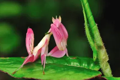 è˜­èŠ±èž³èž‚