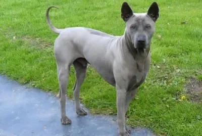 Thai ridgeback jigsaw puzzle