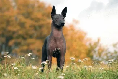Xoloitzcuintle jigsaw puzzle