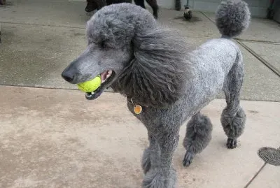 פאזל של Barbone grande mole grigio