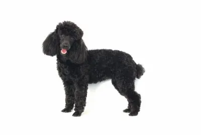 Barbone nero nano jigsaw puzzle