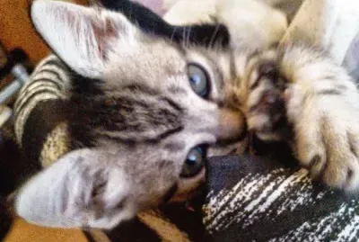 Mi gato...