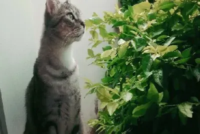 GATO ATIGRADO TAIGER