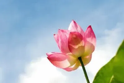 Flores jigsaw puzzle