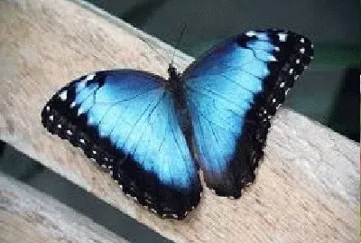 פאזל של ANIMALES