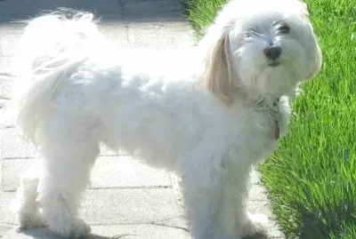 Bichon havanais jigsaw puzzle