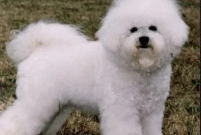 Bichon a poil frise jigsaw puzzle