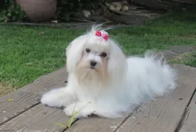 Bichon maltese jigsaw puzzle