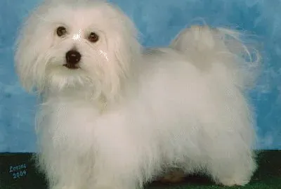 פאזל של Coton de tulear