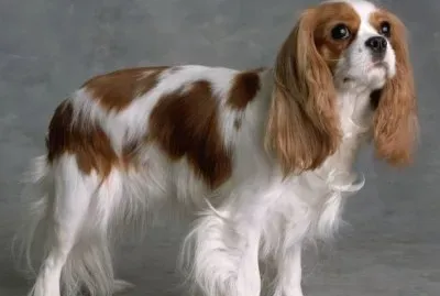 פאזל של Cavalier king