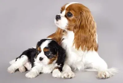 פאזל של Cavalier king charles spaniel
