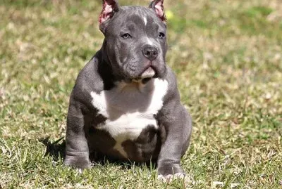 פאזל של American bully