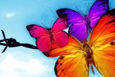 Butterfy 's jigsaw puzzle