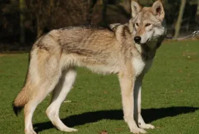 Tamaskan