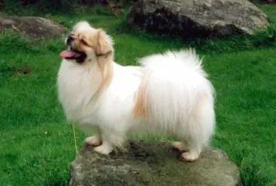 Tibetan spaniel