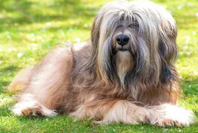 Tibetan terrier