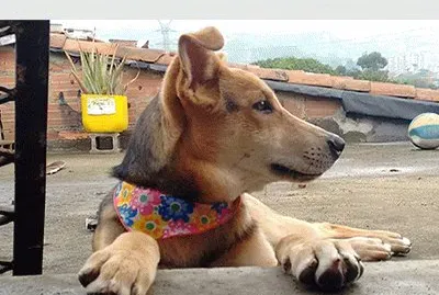 פאזל של Cachorra traviesa